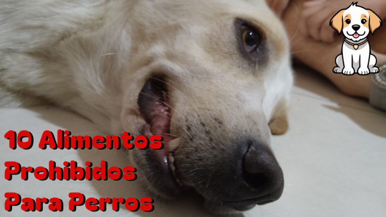 10 Alimentos Prohibidos Para Perros