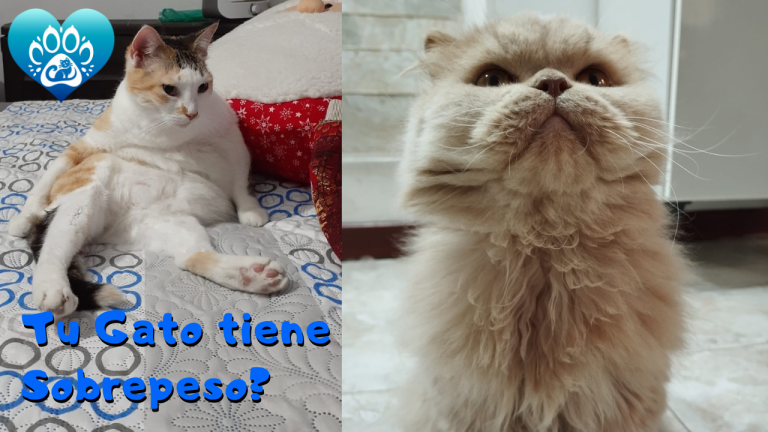 Qué debo hacer si mi Gato tiene sobrepeso, es normal o debo preocuparme?