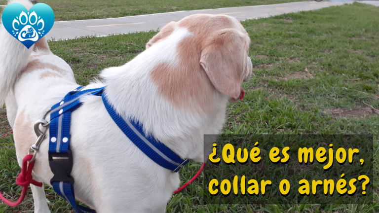 ¿Qué es mejor para mi Perro, usar un Collar o un Arnés?