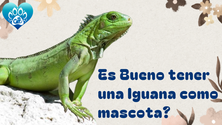 Es Bueno tener una Iguana cómo Mascota?