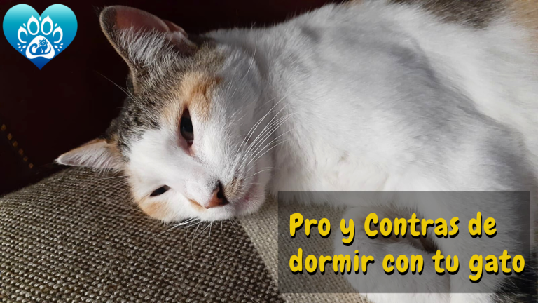 Conoce los Pro y los Contra de dormir con tu Gato