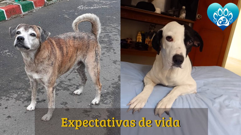 Expectativas de vida de un Perro