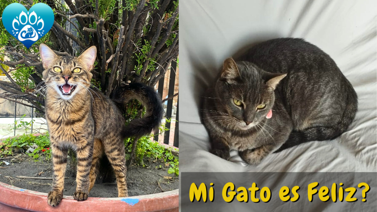 Cómo saber si mi gato es Feliz?