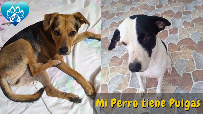 ¿Qué debo hacer si mi Perro tiene Pulgas?