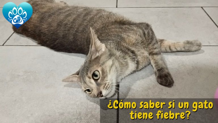 ¿Cómo saber si un Gato tiene Fiebre?