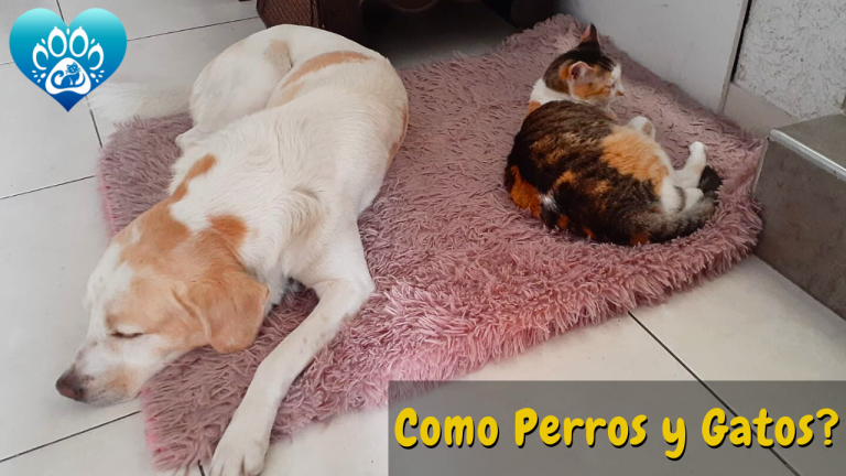¿Es posible que perros y gatos tengan una buena relación?