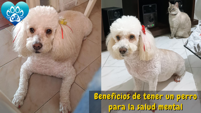 Beneficios de tener un perro para la salud mental