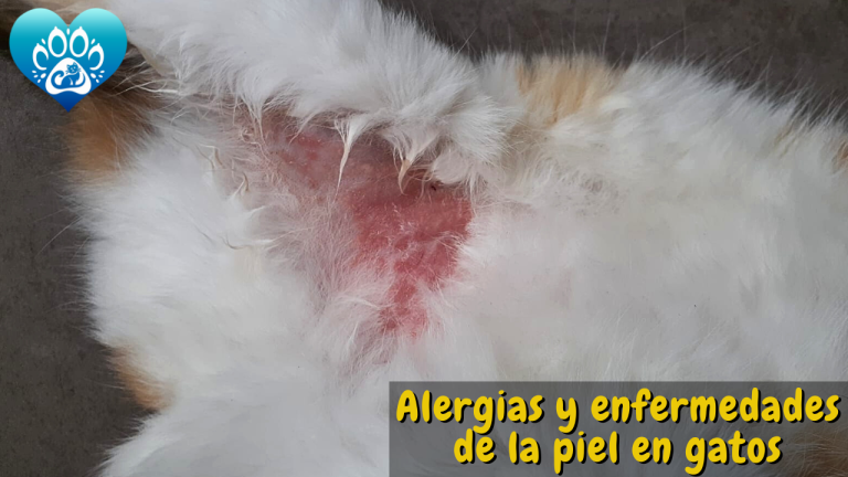 Alergias y Salpullidos en Gatos: Cómo Detectarlos, Prevenirlos y Tratarlos