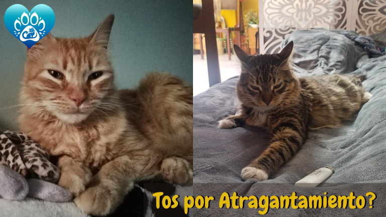 Tos en gatos: cuándo es normal y cuándo ir al veterinario