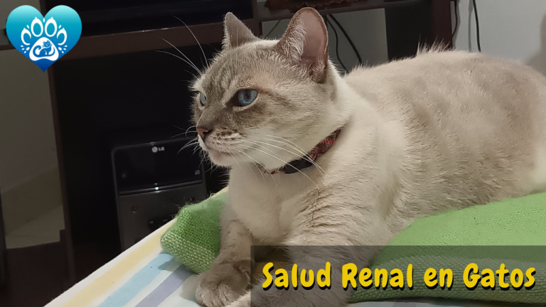 La salud renal en los gatos es clave